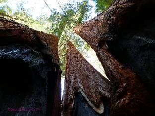 sequoia-2019-day4-27  Sequoia trio w.jpg (389913 bytes)